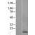 Western Blot: RAMP1 Lysate [NBL1-15136] - Western Blot experiments. 
Left-Control; Right -Over-expression Lysate for RAMP1